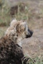 Spotted hyena cub face closeup in the african savannah. Royalty Free Stock Photo