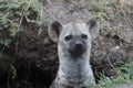 Spotted hyena cub face closeup in the african savannah. Royalty Free Stock Photo