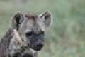 Spotted hyena cub face closeup in the african savannah. Royalty Free Stock Photo