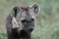 Spotted hyena cub face closeup in the african savannah. Royalty Free Stock Photo