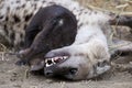 Spotted Hyena cub and its mother Royalty Free Stock Photo
