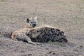 Spotted hyena cub nursing from its mom in the african savannah. Royalty Free Stock Photo