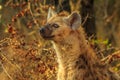 Spotted Hyena cub Royalty Free Stock Photo