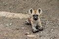 Spotted hyena cub