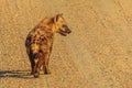 Spotted Hyena cub Royalty Free Stock Photo