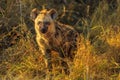 Spotted Hyena cub Royalty Free Stock Photo