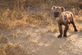 Spotted Hyena Cub Watching Something