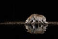 Spotted hyena drinking from a pool at night