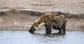 Spotted hyena drinking water Etosha, Namibia