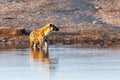 Spotted hyena drinking water Namibia, Africa safari wildlife Royalty Free Stock Photo