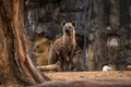 A spotted hyena in its zoo enclosure Royalty Free Stock Photo