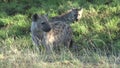 Spotted Hyena family