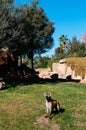 Spotted hyena on green grass lawn in Valencia Bioparc zoo. Spain