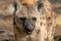 Spotted hyena head close up