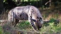 Spotted hyena (Hyaenidae) eating in the forest