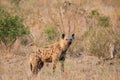 Spotted Hyena