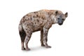 The Spotted hyena isolated on White Background Royalty Free Stock Photo