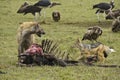 Spotted hyena, jackal, and scavenging birds on carcass, Kenya Royalty Free Stock Photo