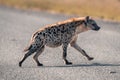 Spotted hyena jogs across road in sunshine Royalty Free Stock Photo