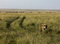 Spotted Hyena Kenya Africa Royalty Free Stock Photo