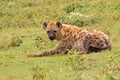 Spotted hyena, Laughing hyena resting on grass at Serengeti National Park in Tanzania, East Africa Royalty Free Stock Photo