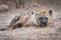 Spotted hyena laying outside its den.