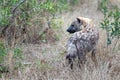 Spotted Hyena looking back in Kruger National Park in South Africa Royalty Free Stock Photo