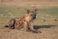 Spotted hyena lying