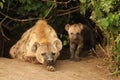 Spotted hyena mom and her cub by their den. Royalty Free Stock Photo