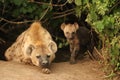 Spotted hyena mom and her cub by their den. Royalty Free Stock Photo