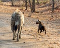 Hyena Mother And Cub