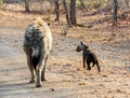 Hyena Mother And Cub