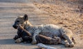 Spotted Hyena mother and cubs