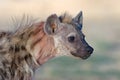 Spotted hyena portrait Royalty Free Stock Photo