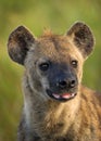 Spotted Hyena Portrait Royalty Free Stock Photo