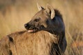 Spotted hyena portrait Royalty Free Stock Photo