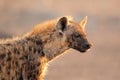 Spotted hyena portrait Royalty Free Stock Photo