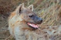 Spotted hyena portrait Royalty Free Stock Photo
