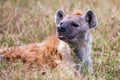 Spotted hyena portrait at first light (Crocuta crocuta), Royalty Free Stock Photo