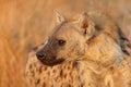 Portrait of a spotted hyena, Kruger National Park, South Africa Royalty Free Stock Photo
