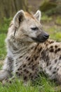 Spotted Hyena Royalty Free Stock Photo