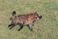 Running spotted Hyena with recently scavenged food