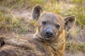 Spotted Hyena scavenger Portrait Royalty Free Stock Photo