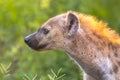 Spotted Hyena scavenger Portrait Royalty Free Stock Photo