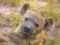 Spotted Hyena scavenger Portrait Royalty Free Stock Photo