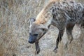 Spotted Hyena in southern Africa Royalty Free Stock Photo