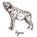 Spotted hyena standing, hand drawn doodle, sketch