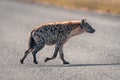 Spotted hyena trots across road in sunshine