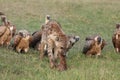 Spotted hyena and vultures feeding on a carcass in the african savannah. Royalty Free Stock Photo