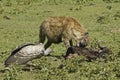 Spotted hyena and vultures on a kill, Tanzania Royalty Free Stock Photo